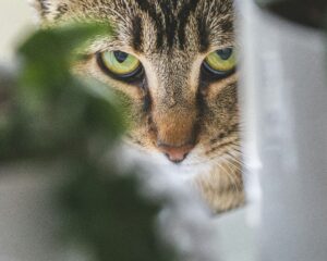 stalking cat