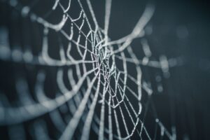 close-up of a frozen cobweb